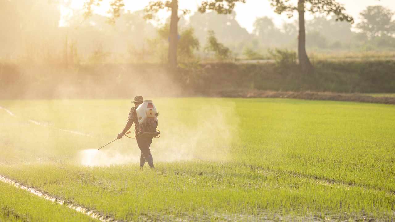 Attenzione ai pesticidi in questo frutto