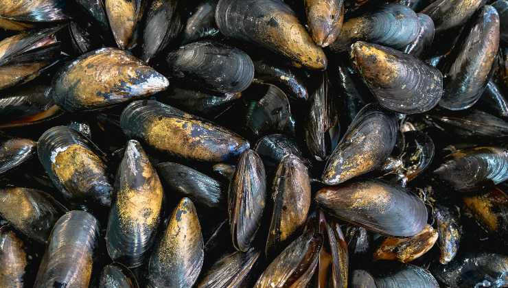 Pulire le cozze- guida- ifood.it