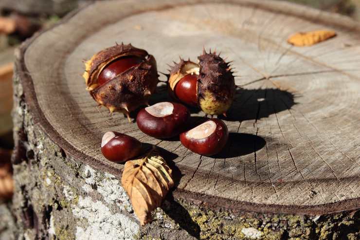 castagne matte tossiche